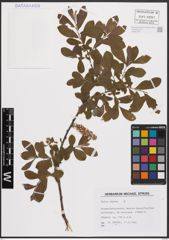 Foto von Salix caprea L.